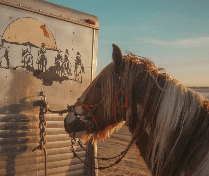 Brown and white horse next to a professional horse trailer ready for safe travel and repairs